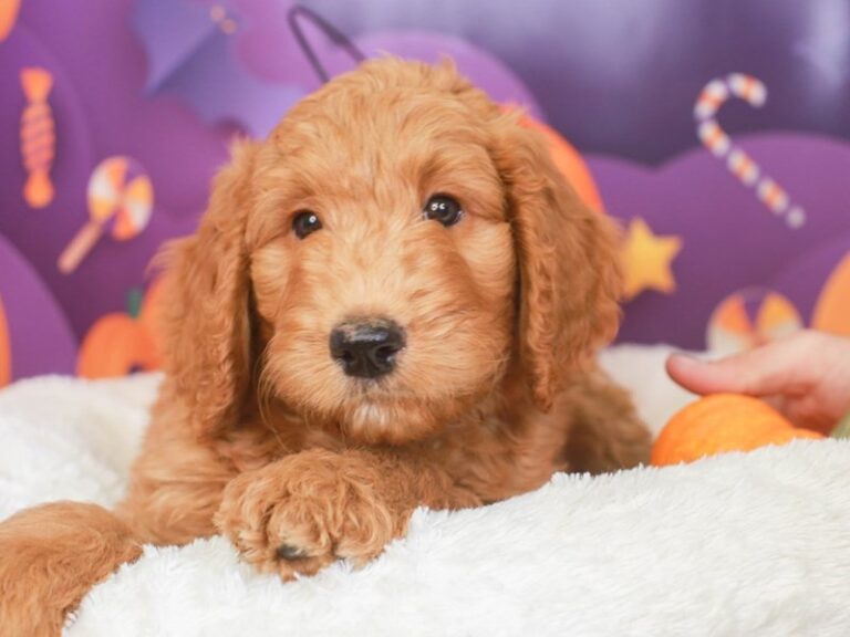 Goldendoodle