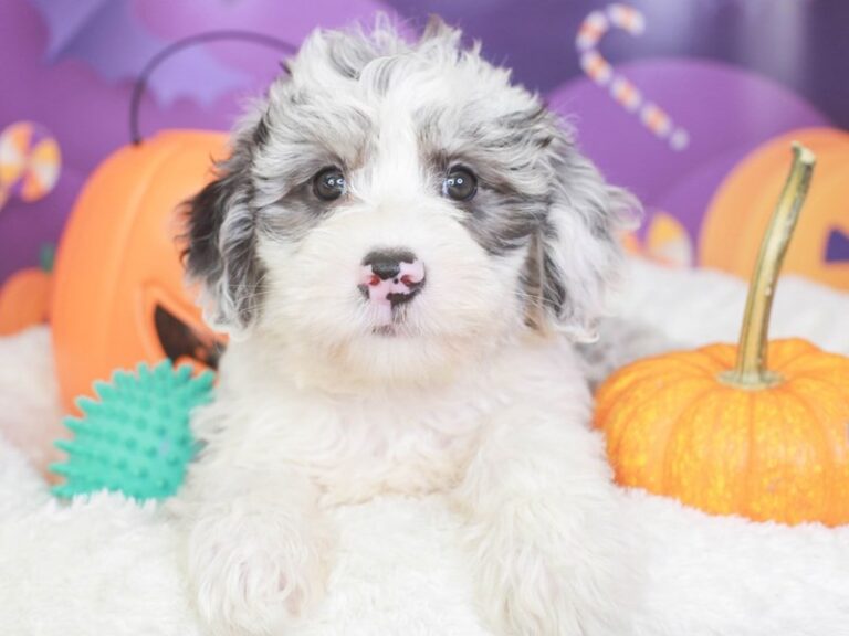 Mini Sheepadoodle