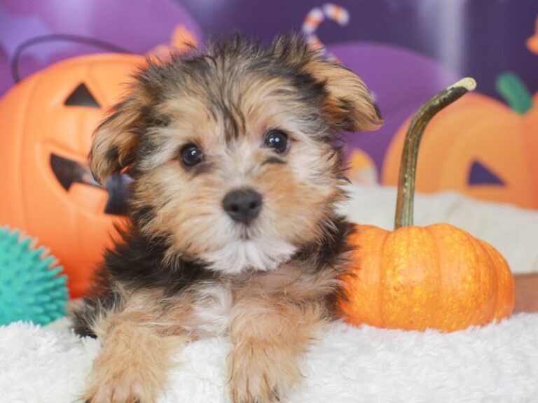 Morkie
