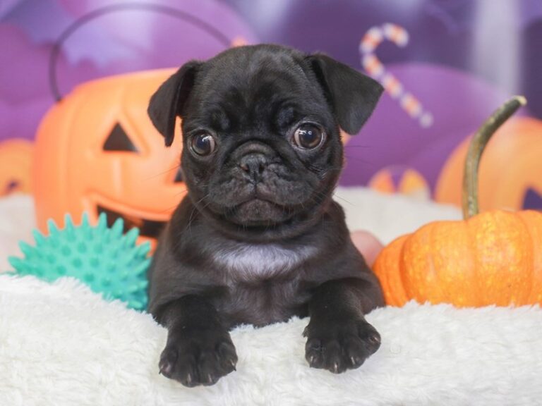 Pug