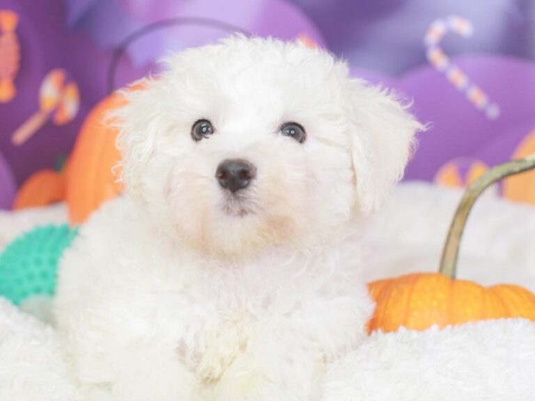 Bichon Frise