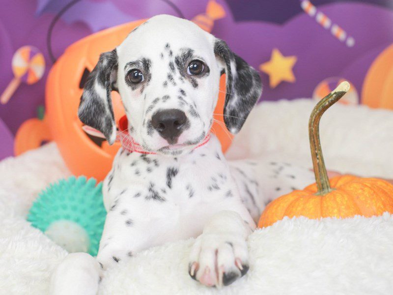 Dalmatian-Female-Black/White-3351843-Animal Kingdom | Puppies N Love