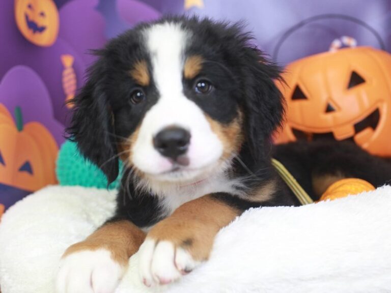 Bernese Mountain Dog