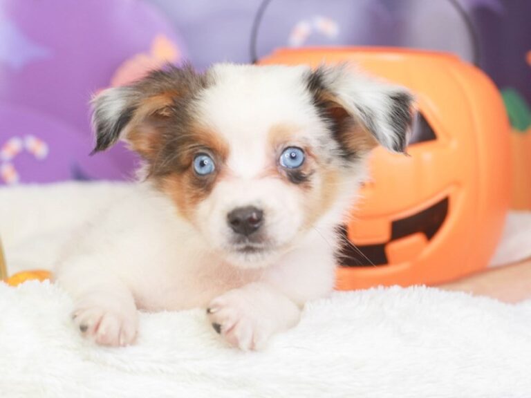 Mini Aussie