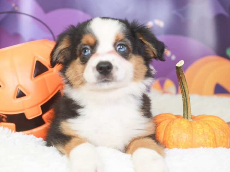 Mini Aussie