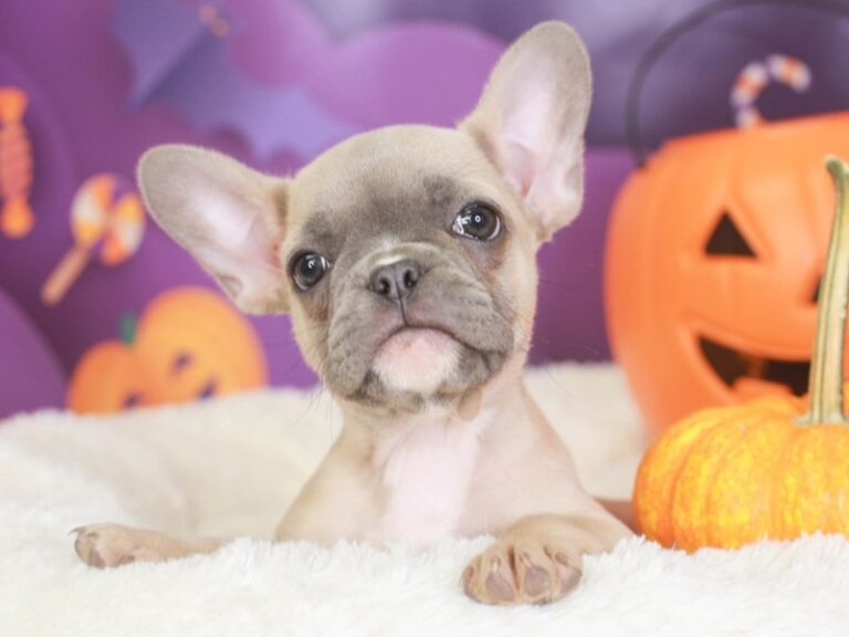 French Bulldog