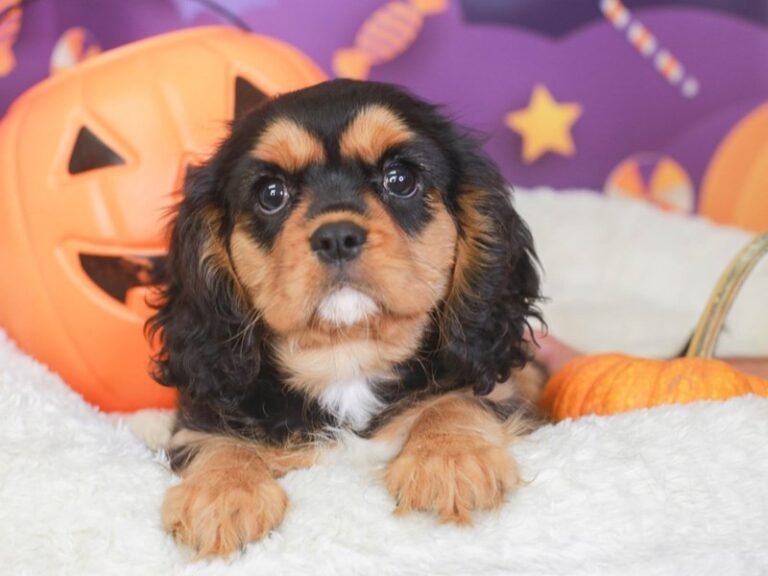 Cavalier King Charles