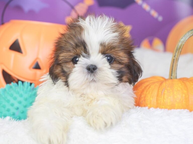Shih Tzu