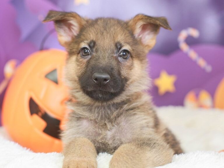 German Shepherd