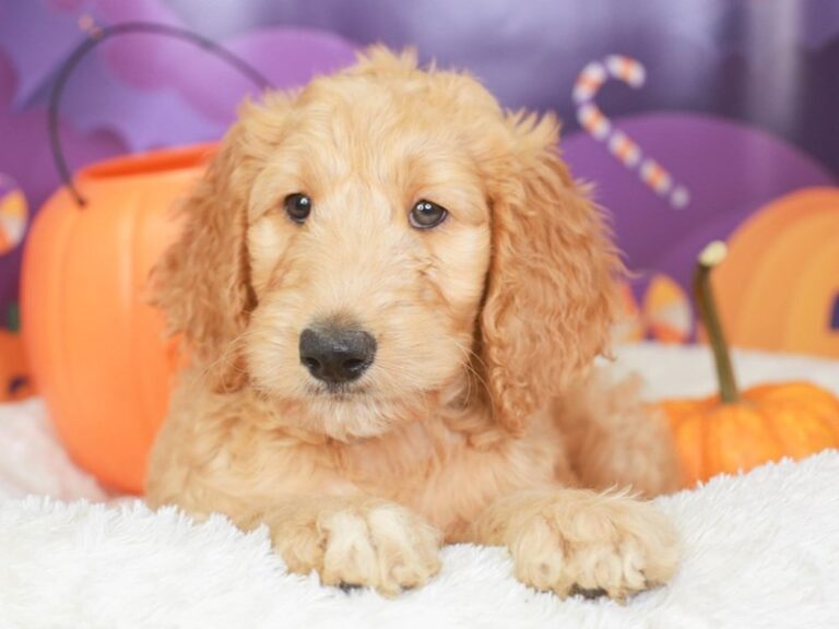 Goldendoodle