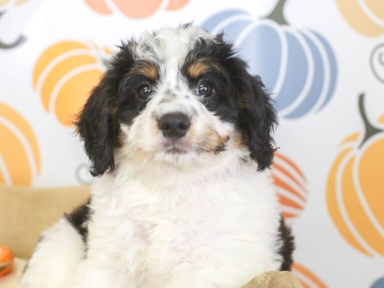 Mini Bernedoodle