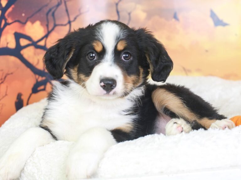 Mini Aussie