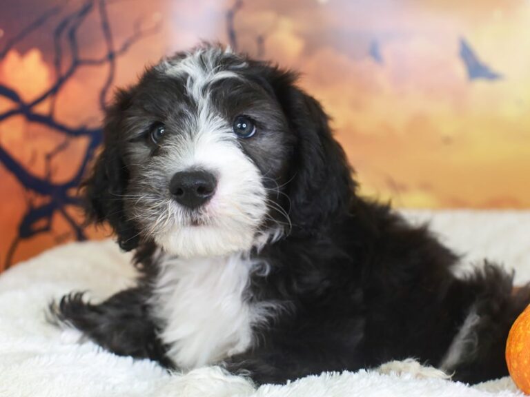 Mini Sheepadoodle