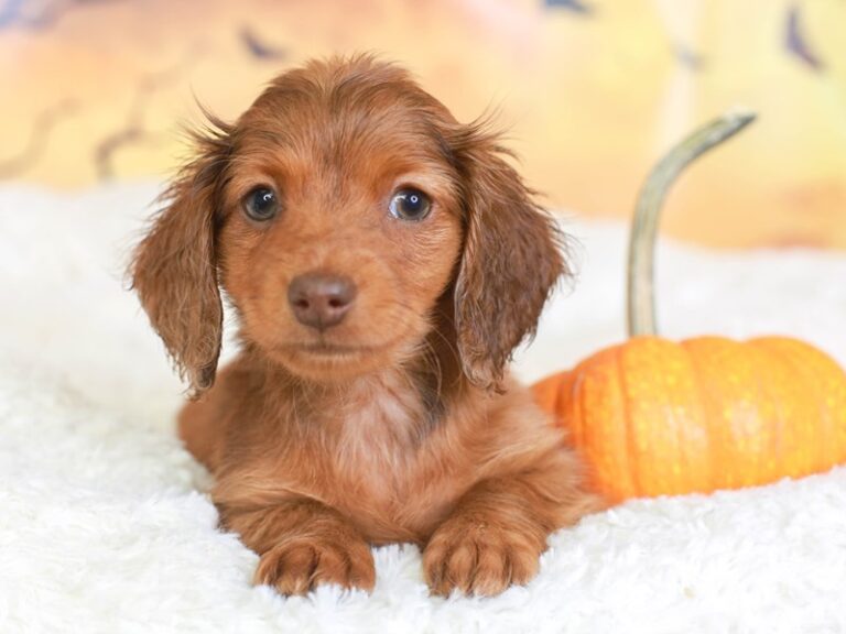 Dachshund
