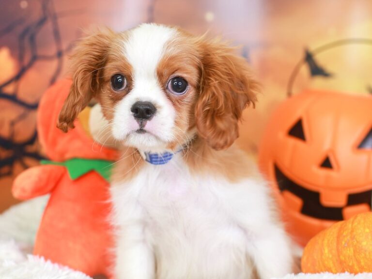 Cavalier King Charles