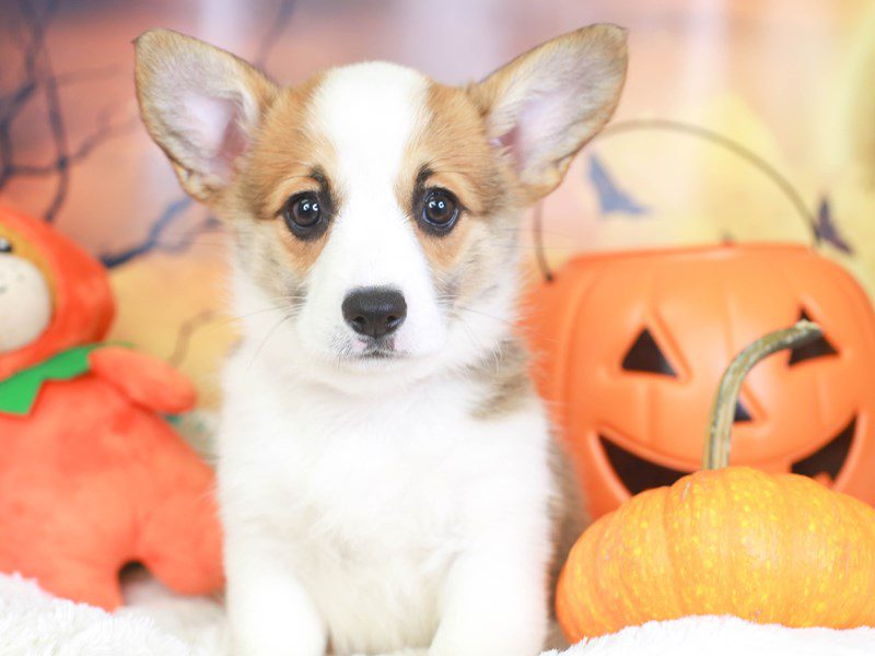 Pembroke Cardigan Corgi-Female-Red and White-3359536-Animal Kingdom | Puppies N Love