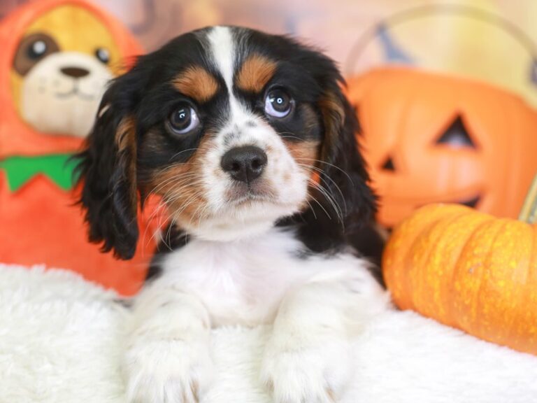 Cavalier King Charles