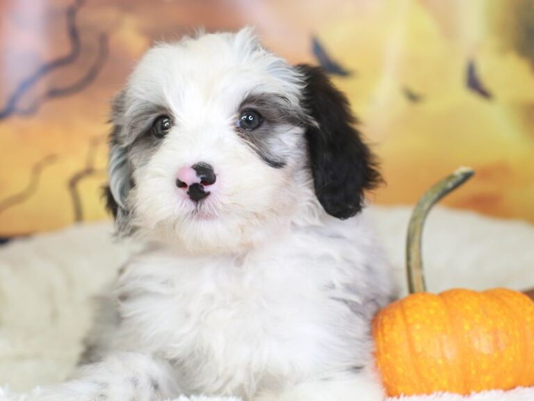 Mini Sheepadoodle