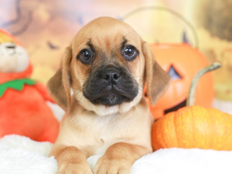 Puggle