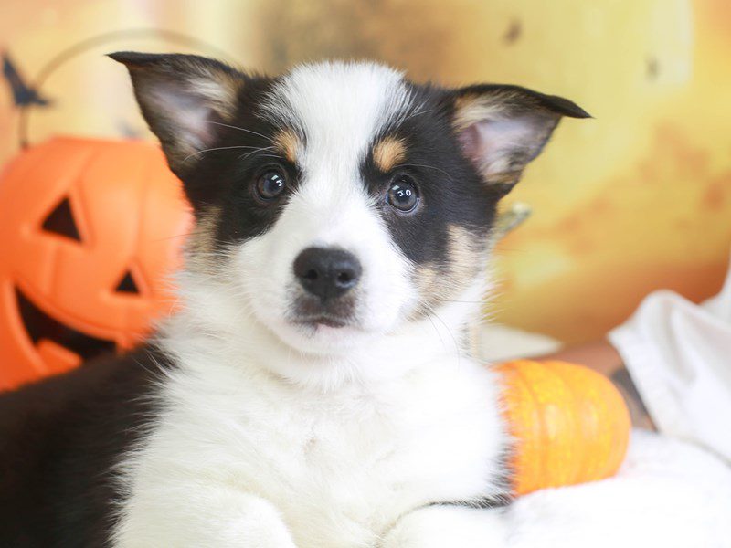 Pembroke Cardigan Corgi-Male-Black Tri-3359539-Animal Kingdom | Puppies N Love