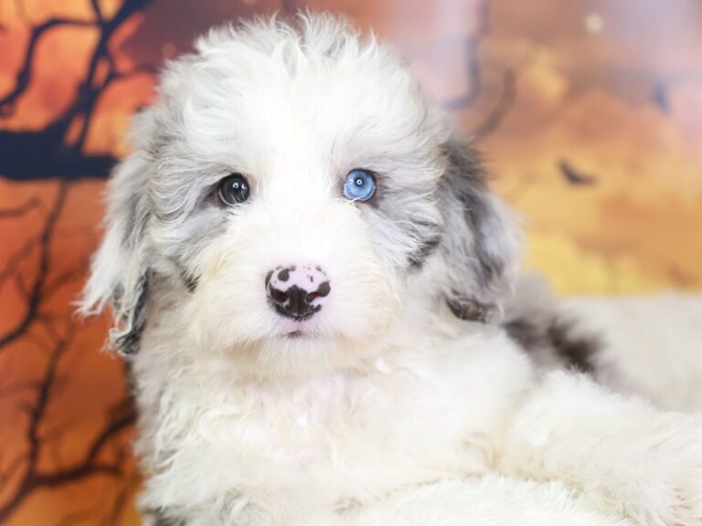 Mini Sheepadoodle