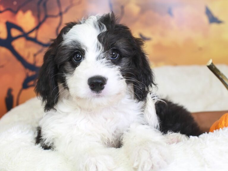Mini Sheepadoodle