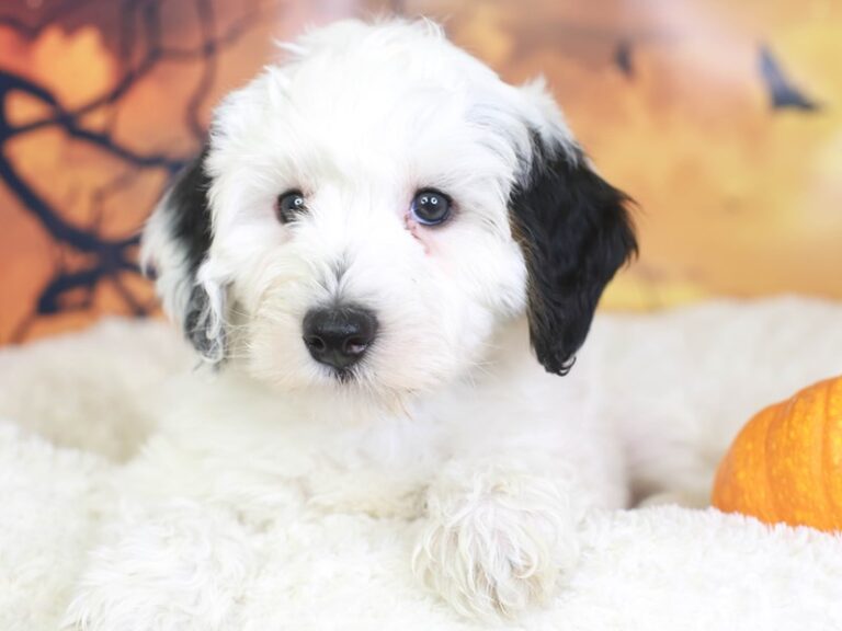 Mini Sheepadoodle