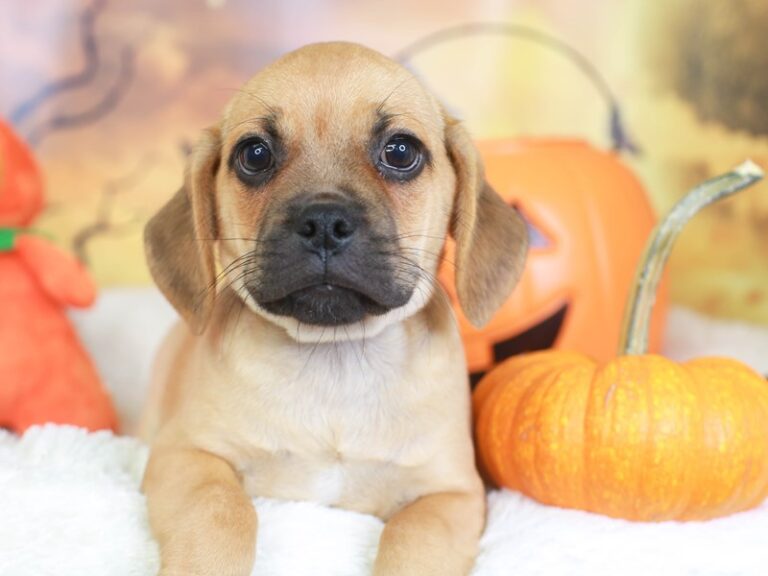 Puggle