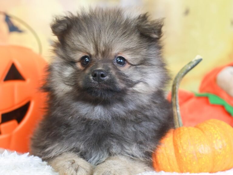 Pomeranian