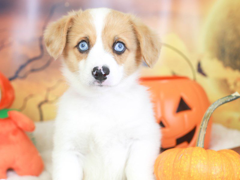 Pembroke Cardigan Corgi-Female-Red and White-3359540-Animal Kingdom | Puppies N Love