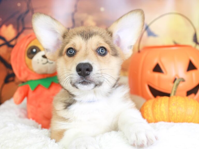 Pembroke Welsh Corgi