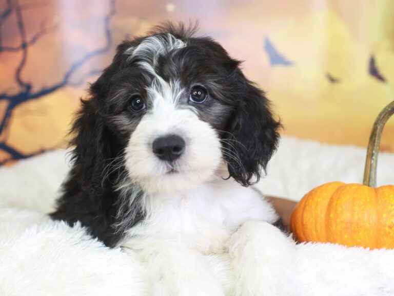 Mini Sheepadoodle