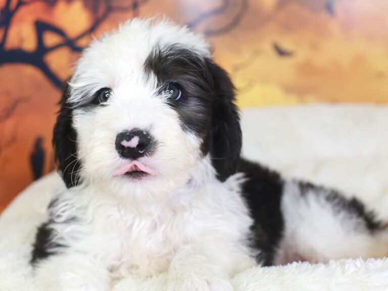 Mini Sheepadoodle