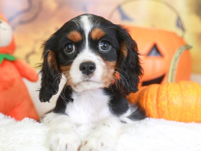 Cavalier King Charles