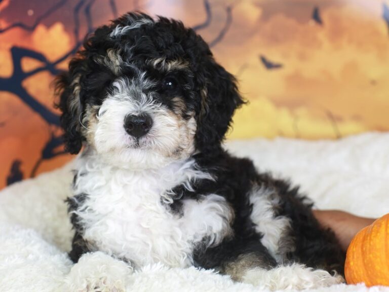 Mini Sheepadoodle