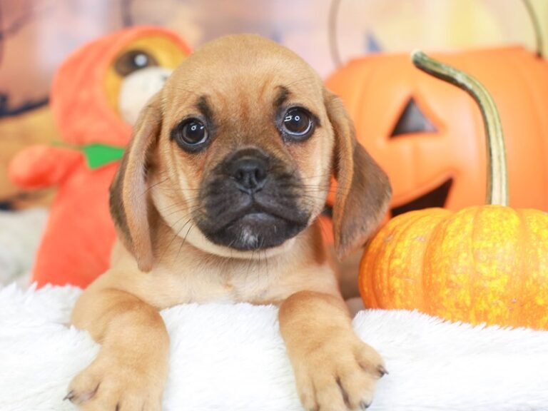 Puggle