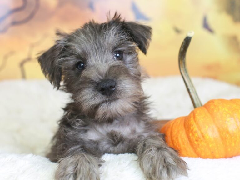 Mini Schnauzer