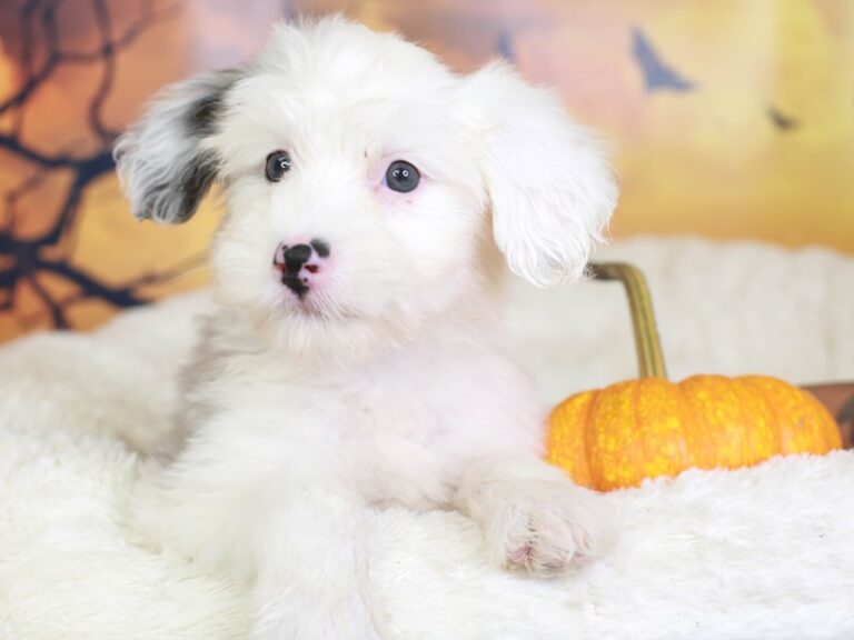 Mini Sheepadoodle