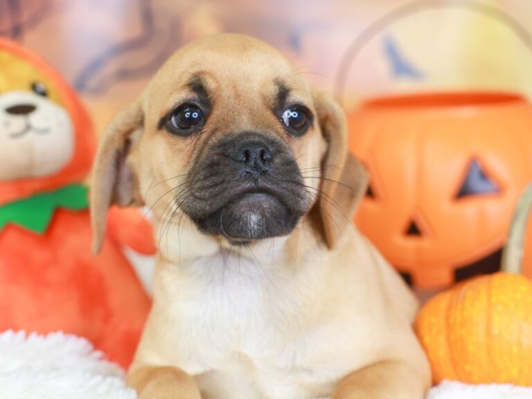 Puggle