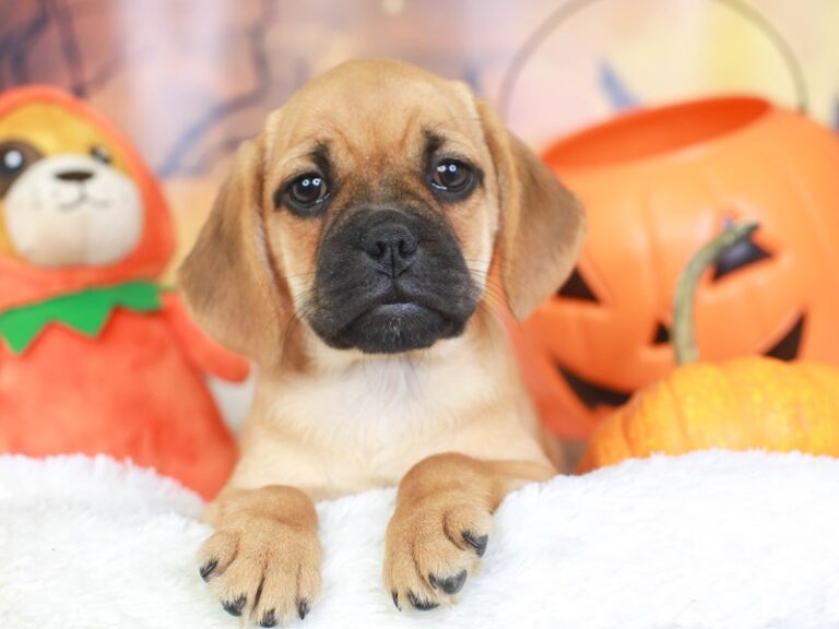 Puggle
