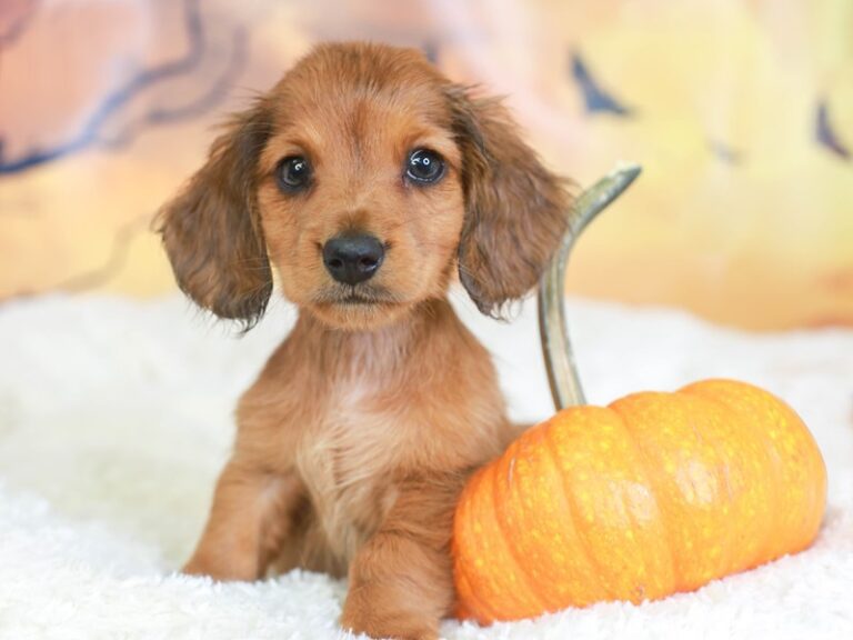 Dachshund