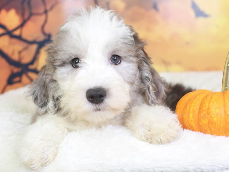 Mini Sheepadoodle