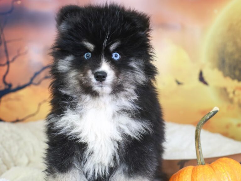 Pomsky
