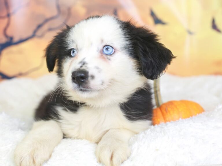 Mini Aussie