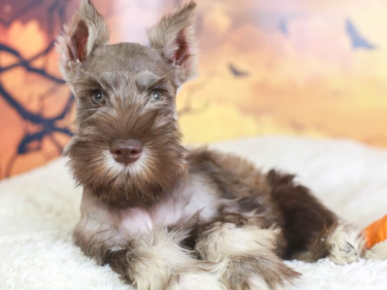 Mini Schnauzer