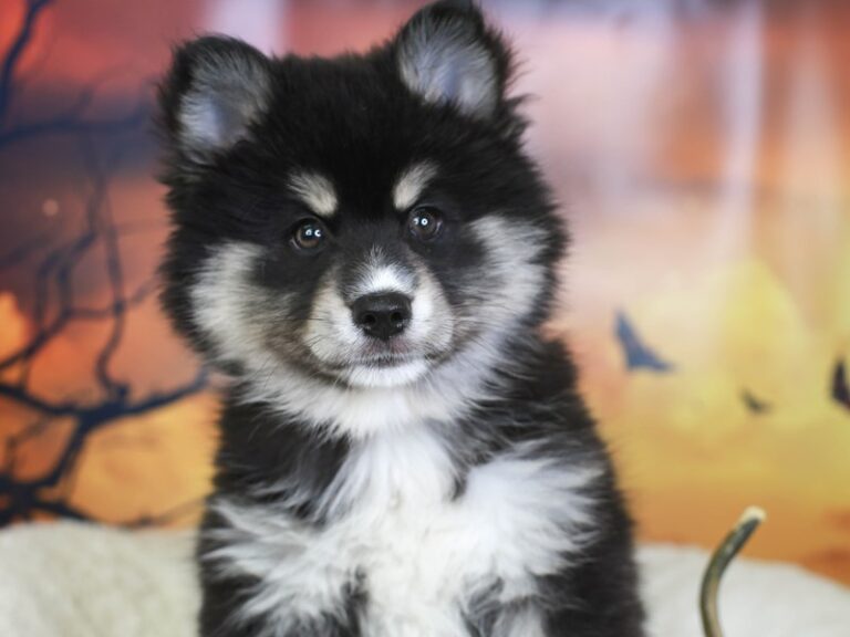 Pomsky