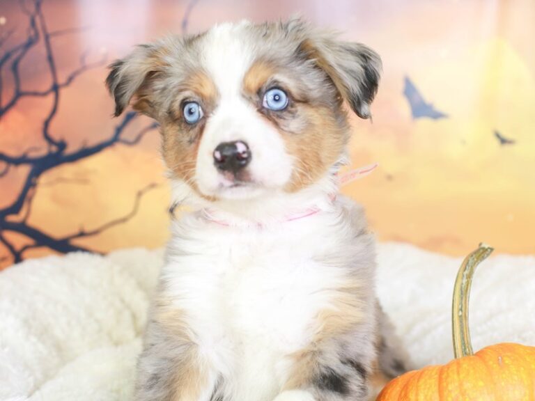 Mini Aussie