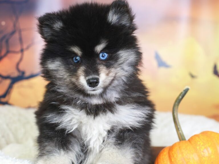 Pomsky