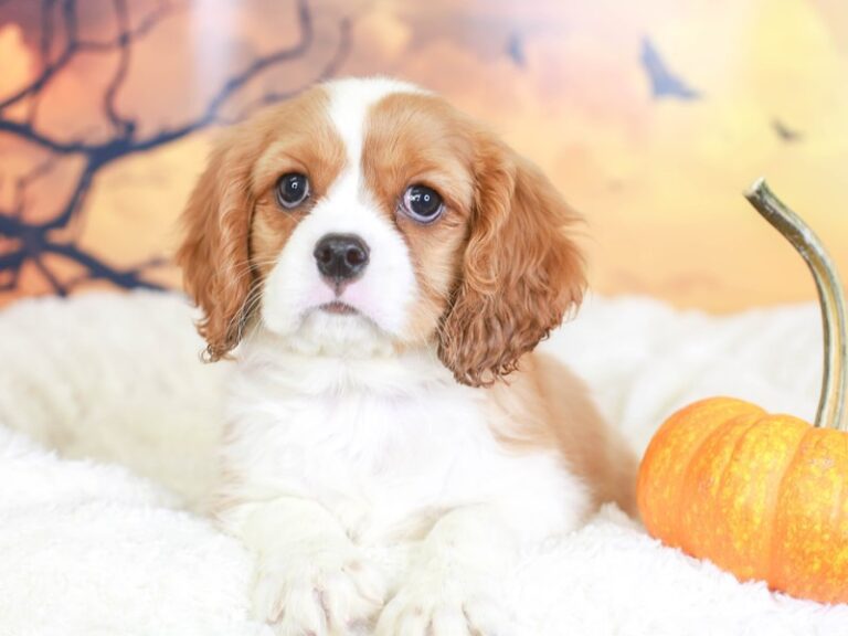 Cavalier King Charles