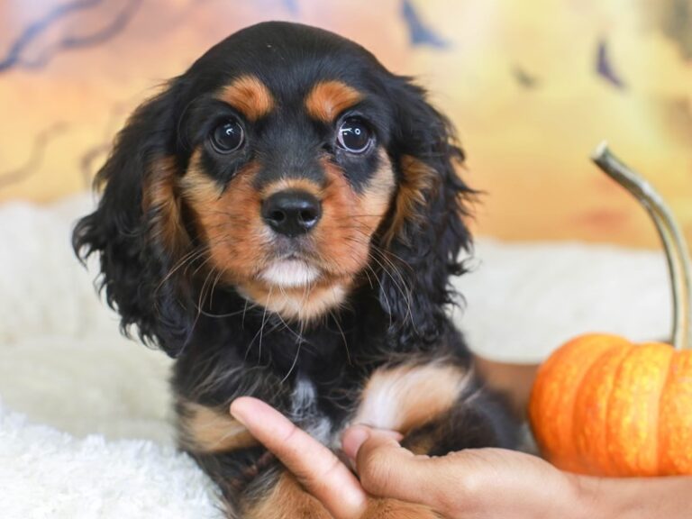 Cavalier King Charles